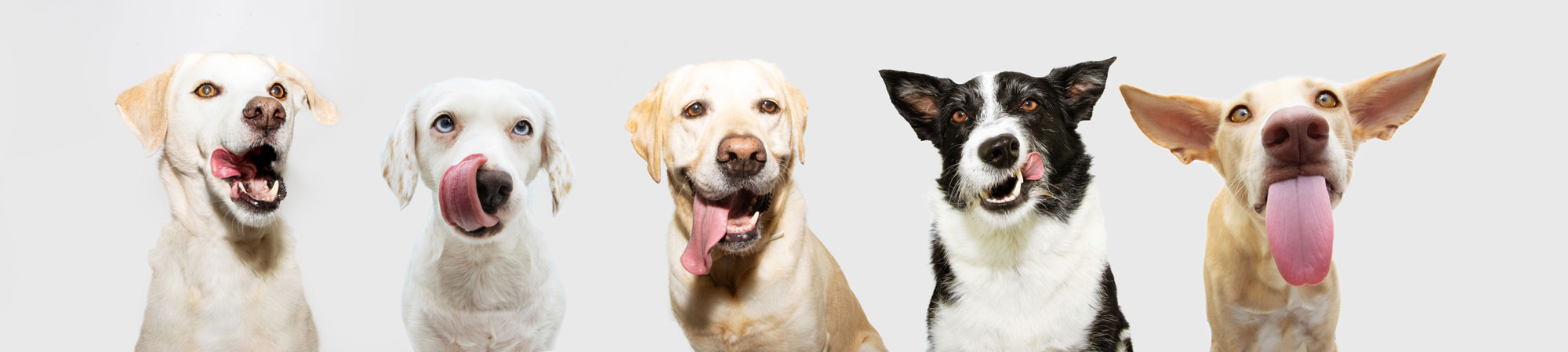 Verschiedene Hunde mit großen Zungen